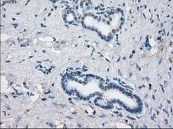 Invitrogen JMJD2C Monoclonal Antibody (OTI5B9) 100 &mu;L; Unconjugated:Antibodies,