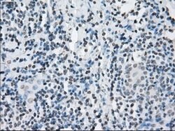 Invitrogen JMJD2C Monoclonal Antibody (OTI5B9) 100 &mu;L; Unconjugated:Antibodies,