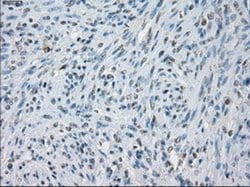 Invitrogen JMJD2C Monoclonal Antibody (OTI5B9) 100 &mu;L; Unconjugated:Antibodies,