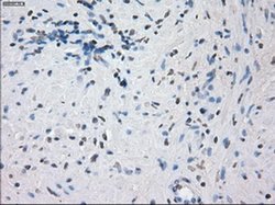 Invitrogen JMJD2C Monoclonal Antibody (OTI5B9) 100 &mu;L; Unconjugated:Antibodies,