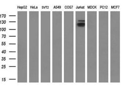 Invitrogen JMJD2C Monoclonal Antibody (OTI5B9) 100 &mu;L; Unconjugated:Antibodies,