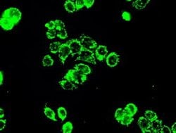 Invitrogen PP5 Monoclonal Antibody (OTI2E12) 100 &mu;L; Unconjugated:Antibodies,