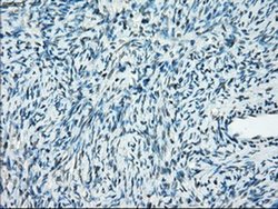 Invitrogen PP5 Monoclonal Antibody (OTI2E12) 100 &mu;L; Unconjugated:Antibodies,