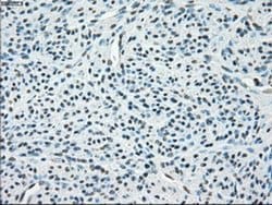 Invitrogen PP5 Monoclonal Antibody (OTI2E12) 100 &mu;L; Unconjugated:Antibodies,