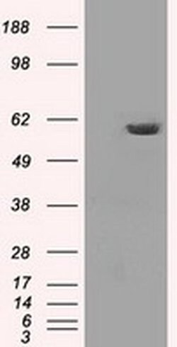 Invitrogen PP5 Monoclonal Antibody (OTI2E12) 100 &mu;L; Unconjugated:Antibodies,
