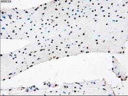Invitrogen JMJD2C Monoclonal Antibody (OTI4B1) 100 &mu;L; Unconjugated:Antibodies,