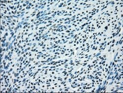 Invitrogen JMJD2C Monoclonal Antibody (OTI4B1) 100 &mu;L; Unconjugated:Antibodies,