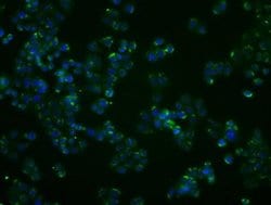 Invitrogen PP5 Monoclonal Antibody (OTI4G8) 100 μL; Unconjugated:Antibodies,