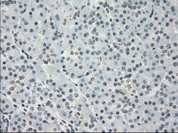 Invitrogen PP5 Monoclonal Antibody (OTI4G8) 100 μL; Unconjugated:Antibodies,