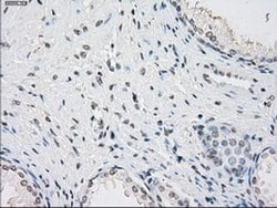 Invitrogen PP5 Monoclonal Antibody (OTI4G8) 100 μL; Unconjugated:Antibodies,