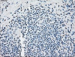 Invitrogen PP5 Monoclonal Antibody (OTI4G8) 100 μL; Unconjugated:Antibodies,