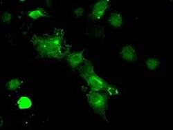 Invitrogen PP5 Monoclonal Antibody (OTI5G5) 100 &mu;L; Unconjugated:Antibodies,