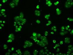 Invitrogen PP5 Monoclonal Antibody (OTI5G5) 100 &mu;L; Unconjugated:Antibodies,