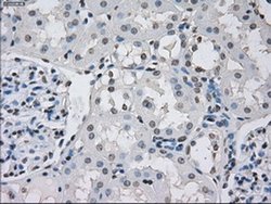 Invitrogen PP5 Monoclonal Antibody (OTI5G5) 100 &mu;L; Unconjugated:Antibodies,