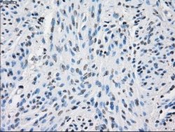 Invitrogen PP5 Monoclonal Antibody (OTI5G5) 100 &mu;L; Unconjugated:Antibodies,