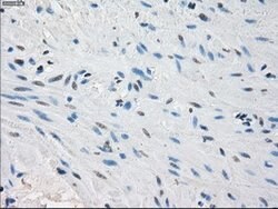 Invitrogen PP5 Monoclonal Antibody (OTI5G5) 100 &mu;L; Unconjugated:Antibodies,