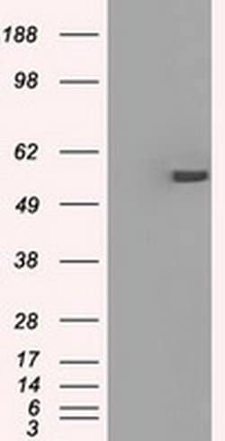 Invitrogen PP5 Monoclonal Antibody (OTI5G5) 100 &mu;L; Unconjugated:Antibodies,