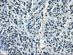 Invitrogen Cytochrome P450 Reductase Monoclonal Antibody (OTI6C4) 100 &mu;L;