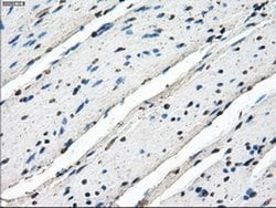 Invitrogen Cytochrome P450 Reductase Monoclonal Antibody (OTI6C4) 100 &mu;L;