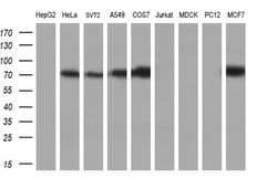 Invitrogen Cytochrome P450 Reductase Monoclonal Antibody (OTI6C4) 100 &mu;L;