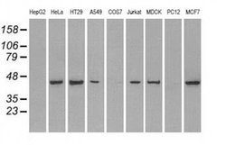 Invitrogen PPP1R7 Monoclonal Antibody (OTI3E7) 100 &mu;L; Unconjugated:Antibodies,