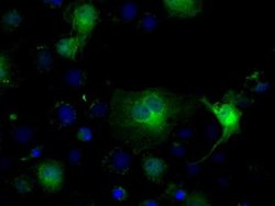 Invitrogen IDH1 Monoclonal Antibody (OTI2H9) 100 &mu;L; Unconjugated:Antibodies,