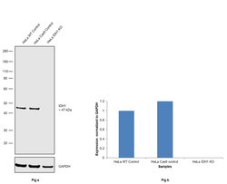 Invitrogen IDH1 Monoclonal Antibody (OTI2H9) 100 &mu;L; Unconjugated:Antibodies,