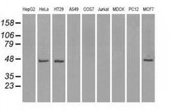 Invitrogen IDH1 Monoclonal Antibody (OTI2H9) 100 &mu;L; Unconjugated:Antibodies,