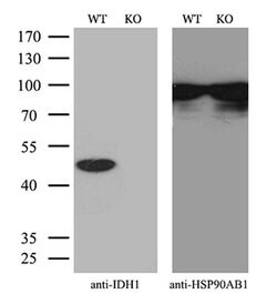 Invitrogen IDH1 Monoclonal Antibody (OTI2H9) 100 &mu;L; Unconjugated:Antibodies,