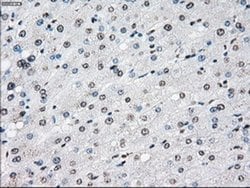 Invitrogen Cytochrome P450 Reductase Monoclonal Antibody (OTI5B3) 100 &mu;L | Buy Online | Invitrogen&trade; | Fisher Scientific