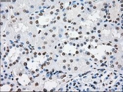 Invitrogen Cytochrome P450 Reductase Monoclonal Antibody (OTI5B3) 100 &mu;L | Buy Online | Invitrogen&trade; | Fisher Scientific