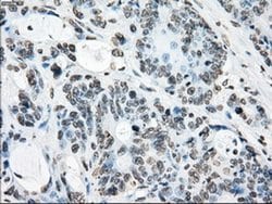 Invitrogen Cytochrome P450 Reductase Monoclonal Antibody (OTI5B3) 100 &mu;L | Buy Online | Invitrogen&trade; | Fisher Scientific