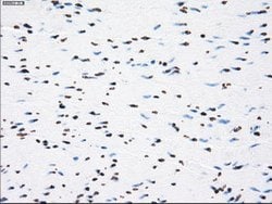 Invitrogen Cytochrome P450 Reductase Monoclonal Antibody (OTI5B3) 100 &mu;L | Buy Online | Invitrogen&trade; | Fisher Scientific