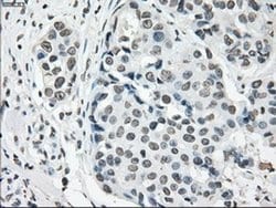Invitrogen Cytochrome P450 Reductase Monoclonal Antibody (OTI5B3) 100 &mu;L | Buy Online | Invitrogen&trade; | Fisher Scientific