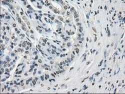 Invitrogen Cytochrome P450 Reductase Monoclonal Antibody (OTI5B3) 100 &mu;L | Buy Online | Invitrogen&trade; | Fisher Scientific