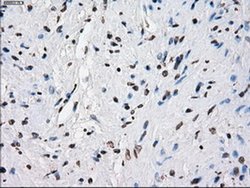 Invitrogen Cytochrome P450 Reductase Monoclonal Antibody (OTI5B3) 100 &mu;L | Buy Online | Invitrogen&trade; | Fisher Scientific