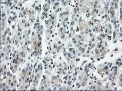 Invitrogen Cytochrome P450 Reductase Monoclonal Antibody (OTI5B3) 100 &mu;L | Buy Online | Invitrogen&trade; | Fisher Scientific