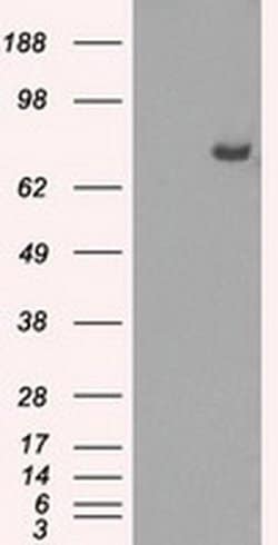 Invitrogen Cytochrome P450 Reductase Monoclonal Antibody (OTI5B3) 100 &mu;L | Buy Online | Invitrogen&trade; | Fisher Scientific