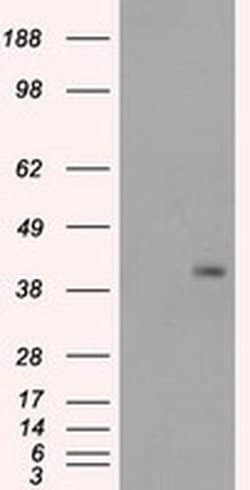 Invitrogen PPP1R7 Monoclonal Antibody (OTI4F9) 100 &mu;L; Unconjugated:Antikroppar
