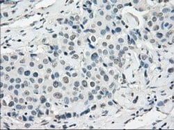 Invitrogen SSX2 Monoclonal Antibody (OTI4A11) 100 &mu;L | Buy Online | Invitrogen&trade; | Fisher Scientific