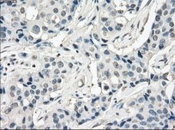 Invitrogen Fra1 Monoclonal Antibody (OTI12F9) 100 &mu;L; Unconjugated:Antibodies,