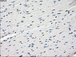 Invitrogen Fra1 Monoclonal Antibody (OTI12F9) 100 &mu;L; Unconjugated:Antibodies,