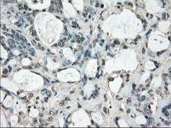 Invitrogen Fra1 Monoclonal Antibody (OTI12F9) 100 &mu;L; Unconjugated:Antibodies,