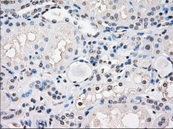 Invitrogen Fra1 Monoclonal Antibody (OTI12F9) 100 &mu;L; Unconjugated:Antibodies,