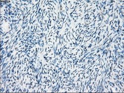 Invitrogen Fra1 Monoclonal Antibody (OTI12F9) 100 &mu;L; Unconjugated:Antibodies,