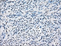 Invitrogen Fra1 Monoclonal Antibody (OTI12F9) 100 &mu;L; Unconjugated:Antibodies,