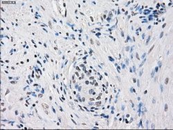 Invitrogen Fra1 Monoclonal Antibody (OTI12F9) 100 &mu;L; Unconjugated:Antibodies,