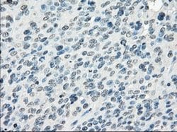 Invitrogen Fra1 Monoclonal Antibody (OTI12F9) 100 &mu;L; Unconjugated:Antibodies,