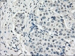 Invitrogen PDE10A Monoclonal Antibody (OTI1C9) 100 &mu;L; Unconjugated:Antibodies,