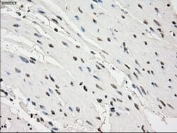 Invitrogen PDE10A Monoclonal Antibody (OTI1C9) 100 &mu;L; Unconjugated:Antibodies,